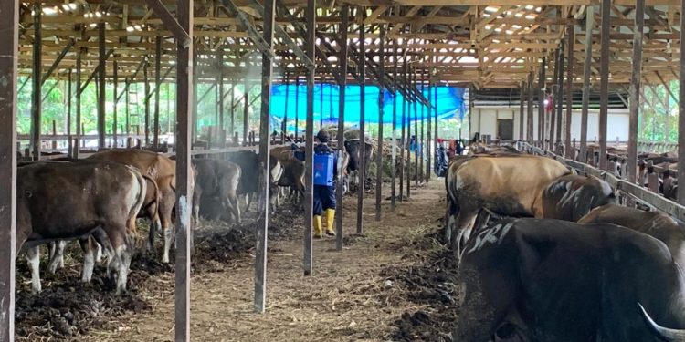 Rumah Pemotongan Hewan dengan Konsep Ekoturism Berbasis Peternakan sedang On Progres